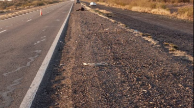 Animal suelto volvió a provocar un accidente