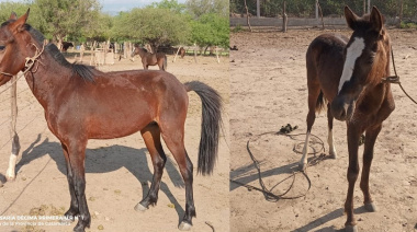 Numerarios policiales secuestraron cuatro animales sueltos