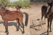 Numerarios policiales secuestraron cuatro animales sueltos
