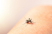 Primer caso sospechoso de dengue en la ciudad: Salud activa el protocolo