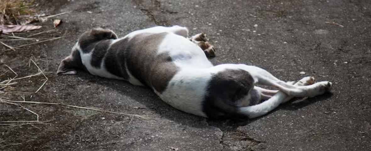 MATÓ A BALAZOS A LA MASCOTA DE SU VECINA Y SE ATRINCHERÓ PARA EVITAR SER DETENIDO