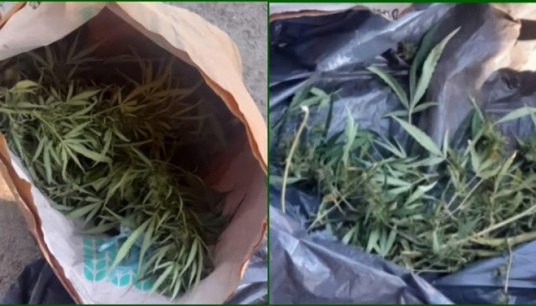 Emprendió la fuga abandonando así, plantas de marihuana