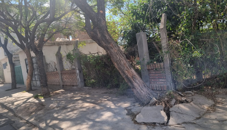🚨 Alertan sobre árbol en riesgo de caer