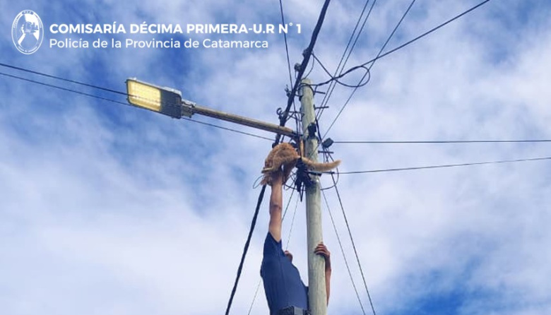 Rescatan a un gato atrapado en cables en Valle Chico