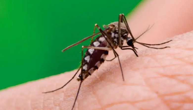 Salud confirmó el primer caso de chikungunya en Catamarca