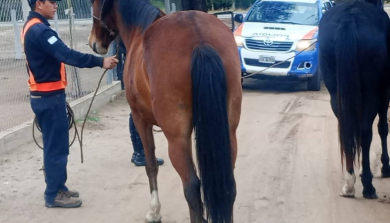 Policías secuestraron dos animales sueltos que atentaban contra la seguridad vial en Capayán