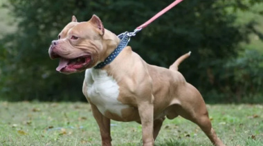 Una beba murió tras ser atacada por el pitbull de su familia