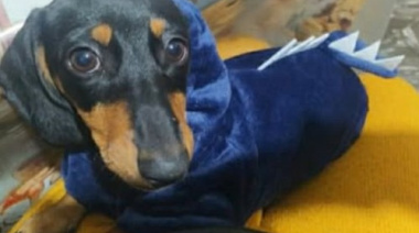 Familia solicita ayuda para encontrar a Khaleesi, su perrita salchicha