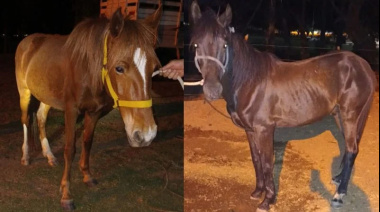 Caballos Sueltos Provocaron Siniestro Vial en Capilla del Monte