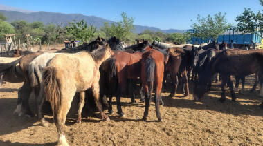 Policías secuestraron animales equinos, un camión y aprehendieron a dos personas