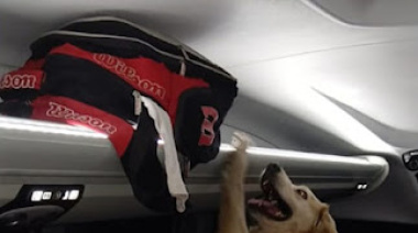 Hallan marihuana y cocaína en un colectivo durante un control en La Viña