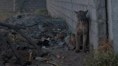 Un puma suelto en el Norte de la Capital fue capturado y resguardado