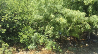 Vecinos denuncian abandono y presencia de alimañas en el barrio El Milagro