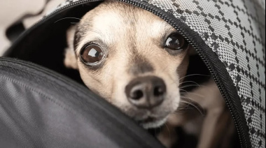 EL GOBIERNO AUTORIZÓ VIAJAR CON MASCOTAS EN MICROS Y TRENES