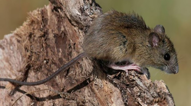 Hantavirus: Salta informó 5 muertos en lo que va del año y las autoridades piden reforzar medidas de prevención