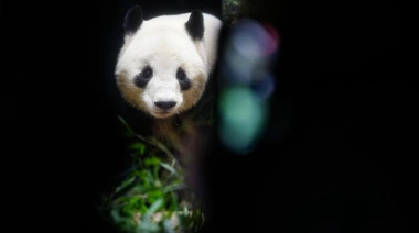 Japón se despide de los pandas: un adiós que conmueve al país entero