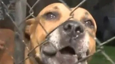 Su perro atacó a dos personas y fue imputada por lesiones leves culposas