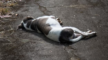 MATÓ A BALAZOS A LA MASCOTA DE SU VECINA Y SE ATRINCHERÓ PARA EVITAR SER DETENIDO