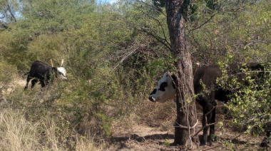 En Capayán personal policial recuperó dos animales vacunos que serían producto de un ilícito
