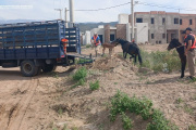 Personal policial secuestró animales sueltos en el Norte de la Capital