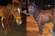 Caballos Sueltos Provocaron Siniestro Vial en Capilla del Monte