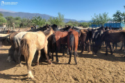 Policías secuestraron animales equinos, un camión y aprehendieron a dos personas