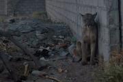 Un puma suelto en el Norte de la Capital fue capturado y resguardado