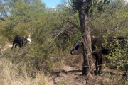 En Capayán personal policial recuperó dos animales vacunos que serían producto de un ilícito