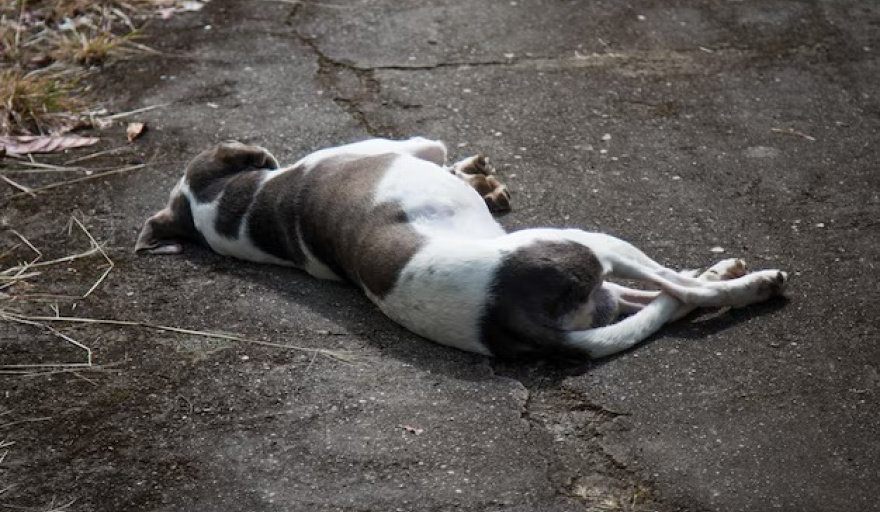 MATÓ A BALAZOS A LA MASCOTA DE SU VECINA Y SE ATRINCHERÓ PARA EVITAR SER DETENIDO